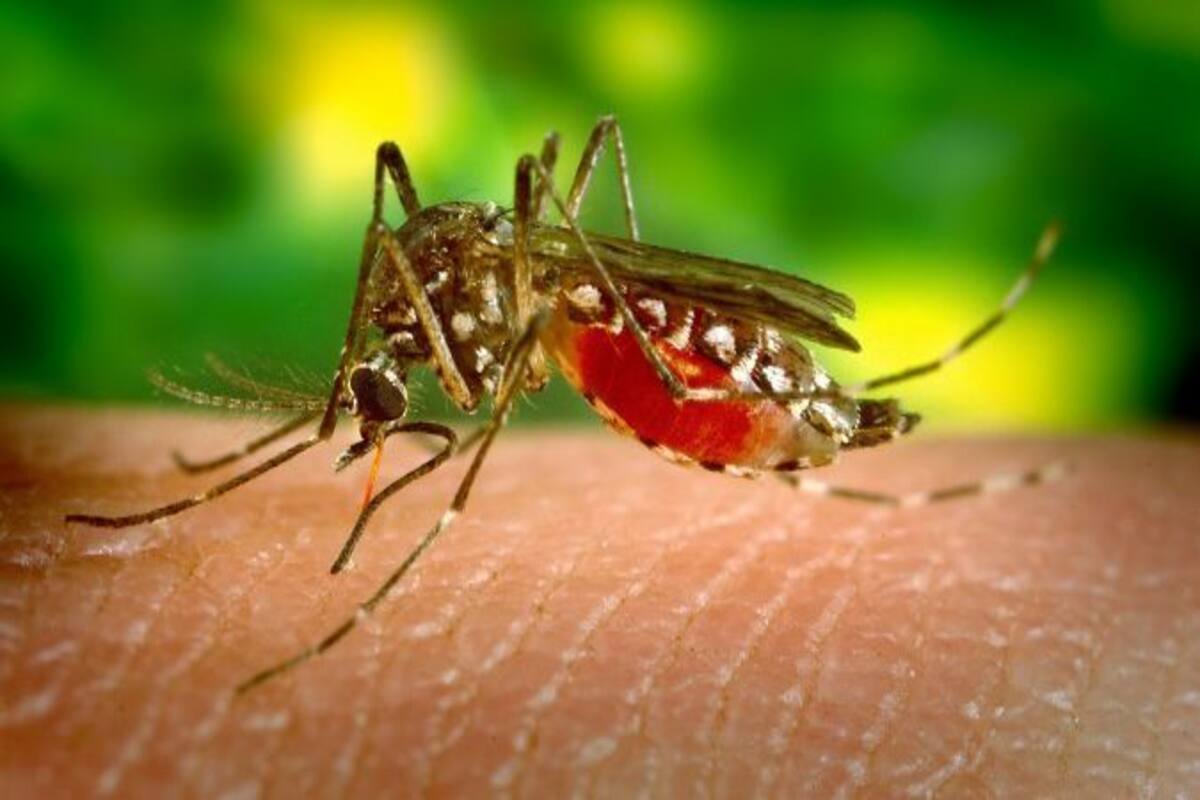 Dengue-cases-increased-in-Uttarakhand-known-causes-and-prevention