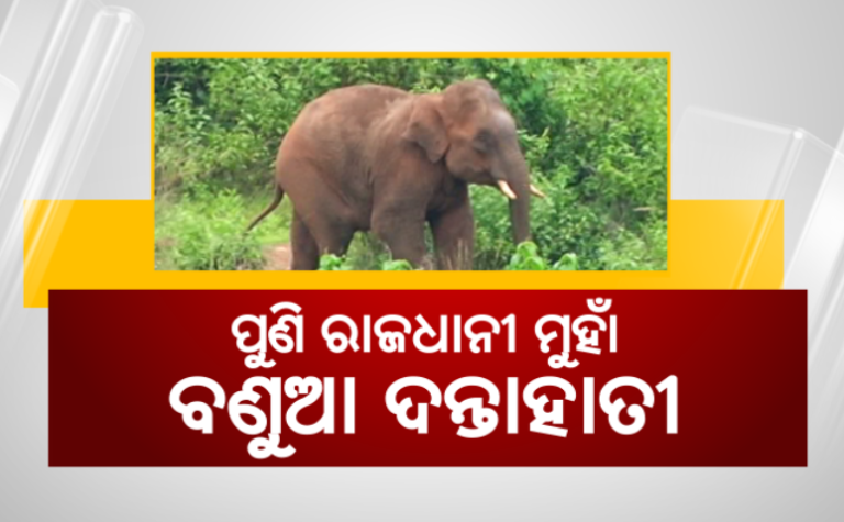 ରାଜଧାନୀରେ ବୁଲୁଛି ଦନ୍ତାହାତୀ: ଆତଙ୍କିତ ଲୋକେ