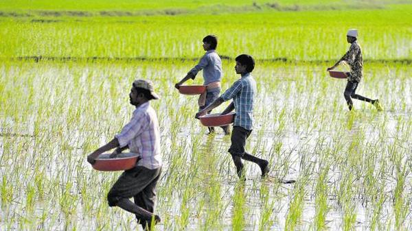 More Than 56 Lakh Farmer Benefited By Odisha Govt KALIA Scheme Each Year