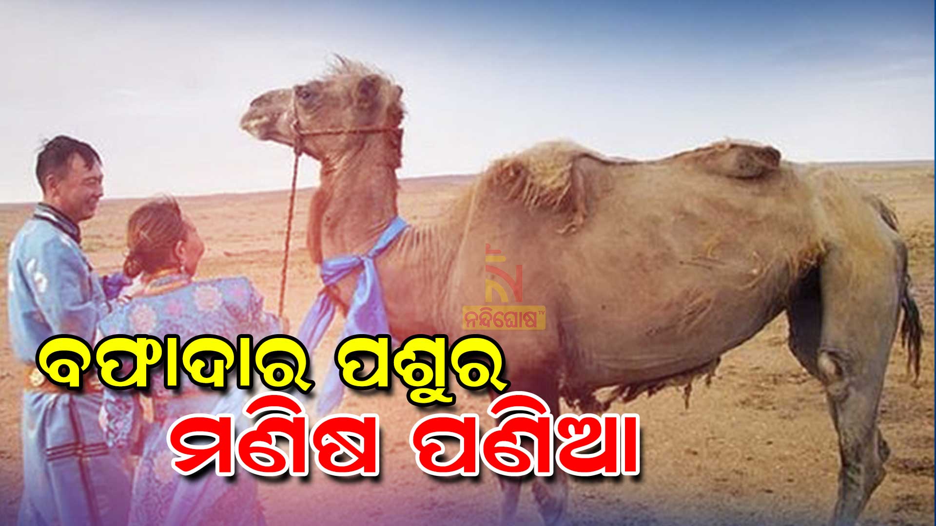 ବଫାଦାର-ପଶୁର-ମଣିଷ-ପଣିଆ