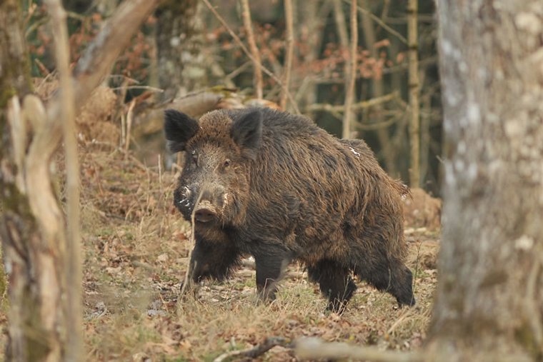 Barha / Jungli pigs