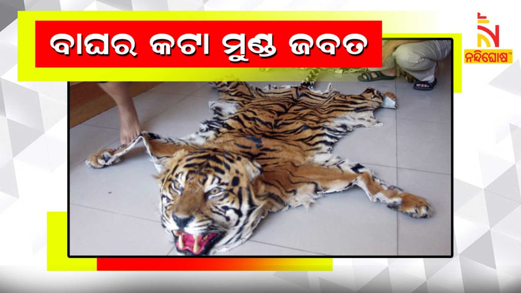 Forest Department Seized Tiger Skin And Held 3