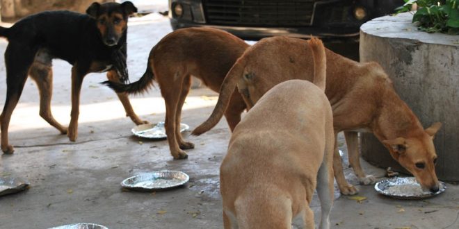 IIT Madras Opposes Food Given to Stray Dogs In Campus Students Opposing