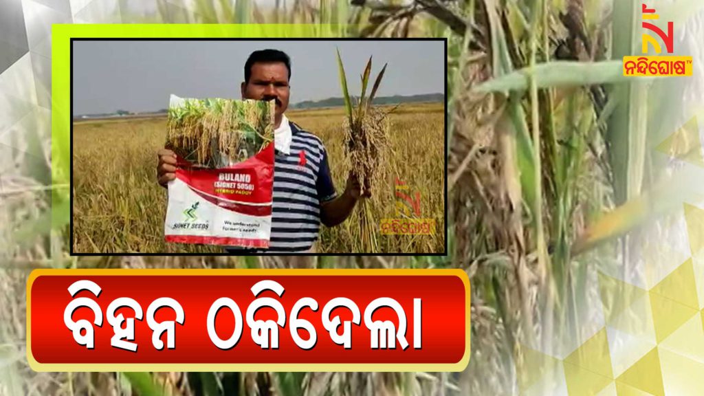 Harvesting Moment, Farmer Of Umerkote In Tension