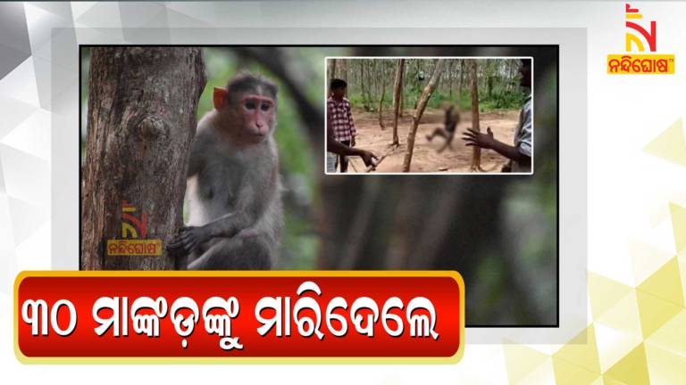 Over 30 monkeys poisoned to death, stuffed in gunny bags