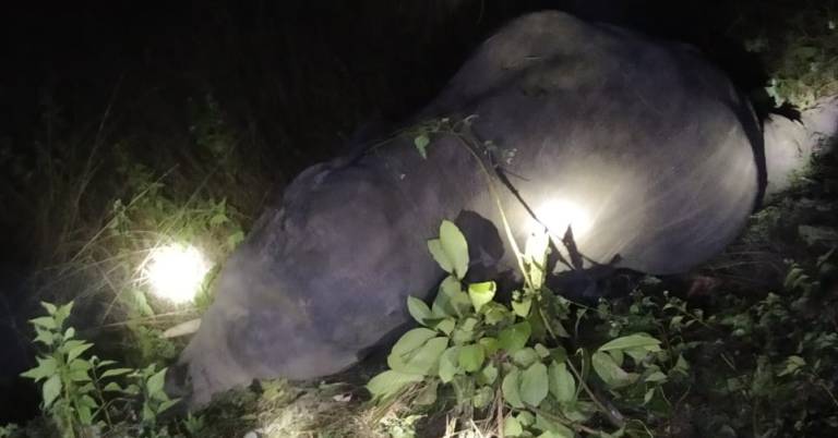 Elephant Killed In Jujumura Hit By BBSR RKl Intercity Express