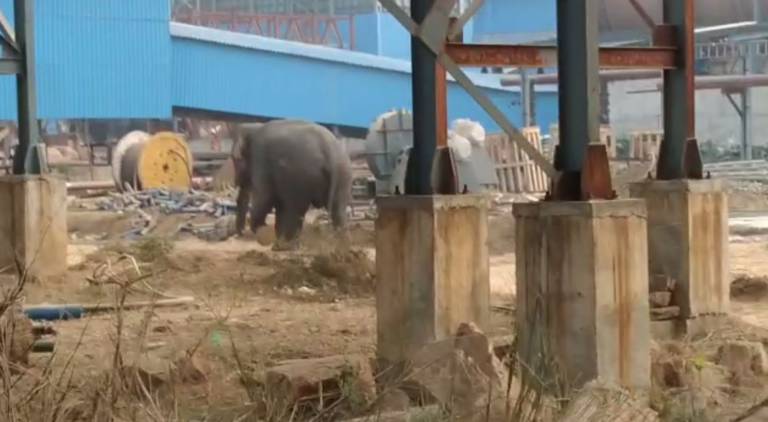 Elephant Terror In Premises Of Rungta Mines Dhenkanal