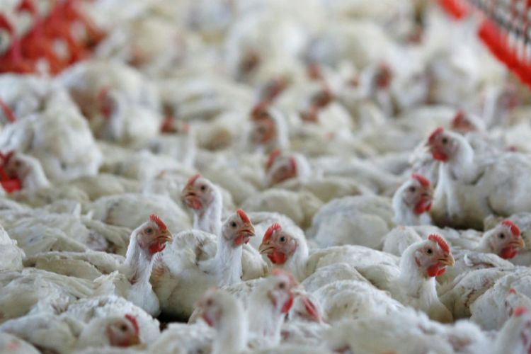 No Case Of Bird Flu Reported In Odisha