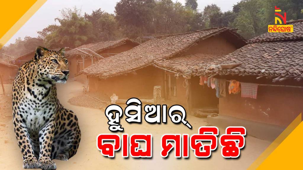 Tiger Fear In Nuapada Komana Block