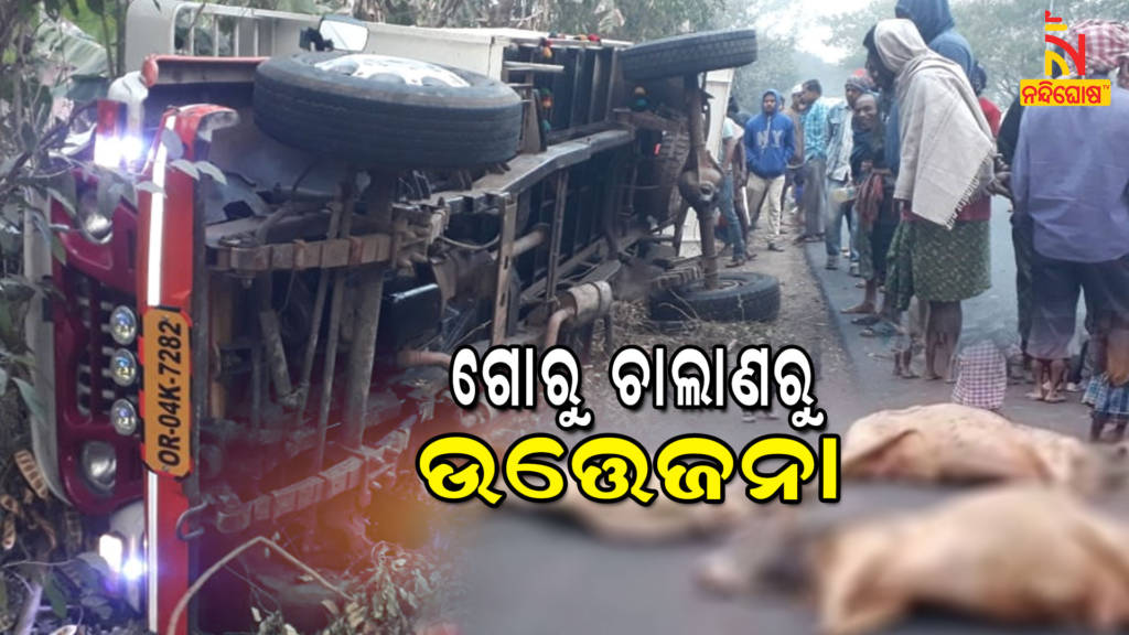 Vehicle Carrying Cattle Overturns In Bhadrak, 5 Cows Dies