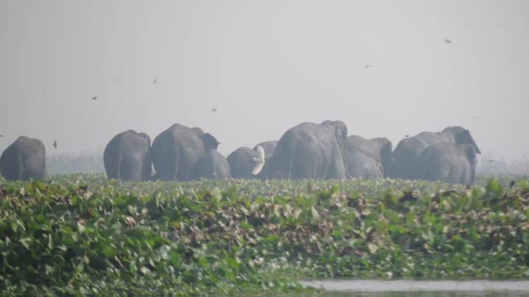 Elephant Group