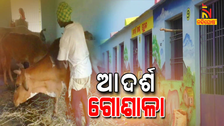 Adarsh Cattle