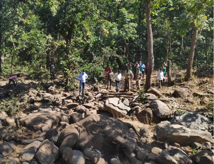 Karlapat Wildlife Sanctuary Elephant Death Row, Vaccination Started By DARVM