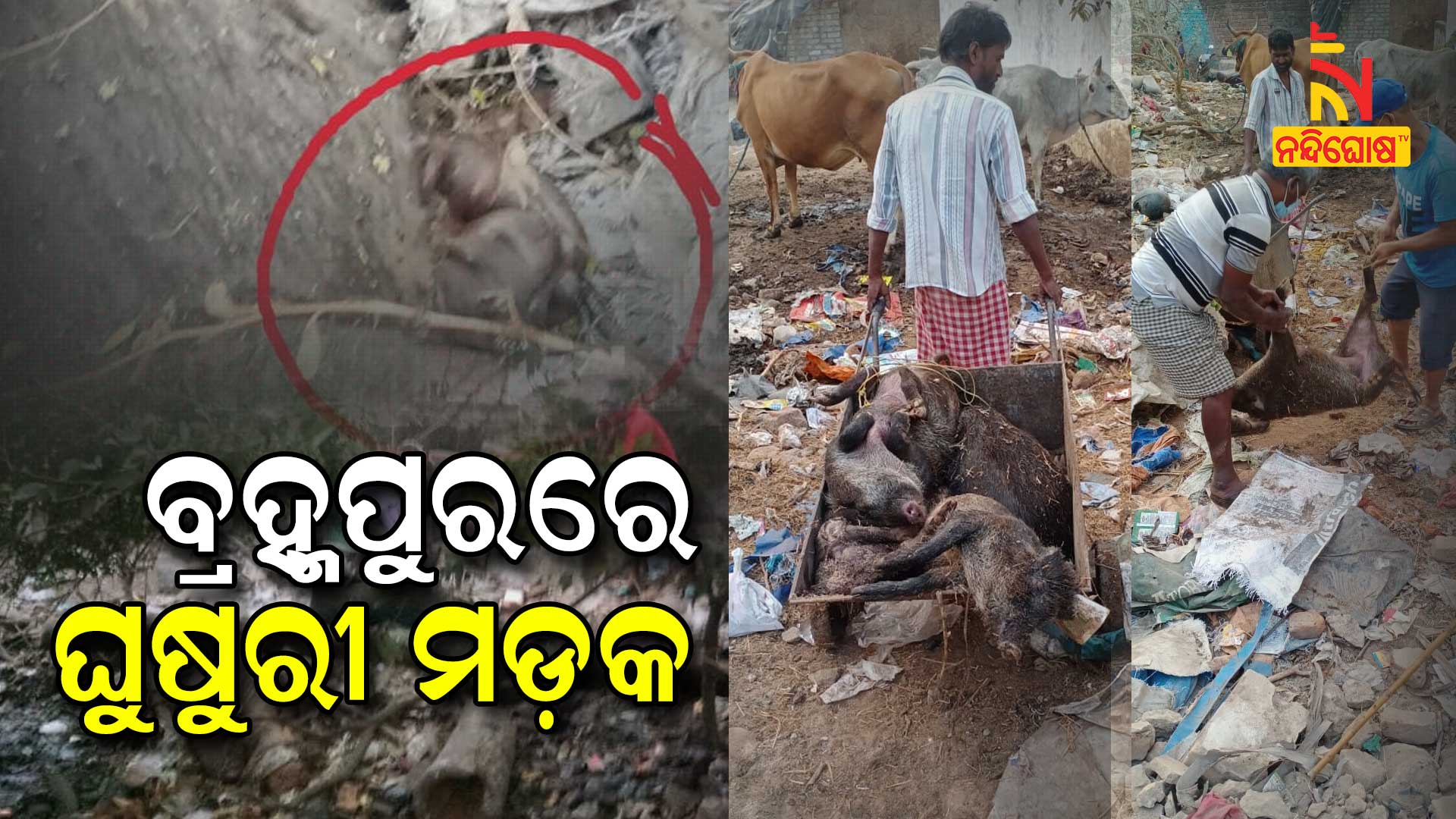 Several Pigs Death Between 8 Days In Berhampur Municipal Corporation Several Pigs Death Between 8 Days In Berhampur Municipal Corporation