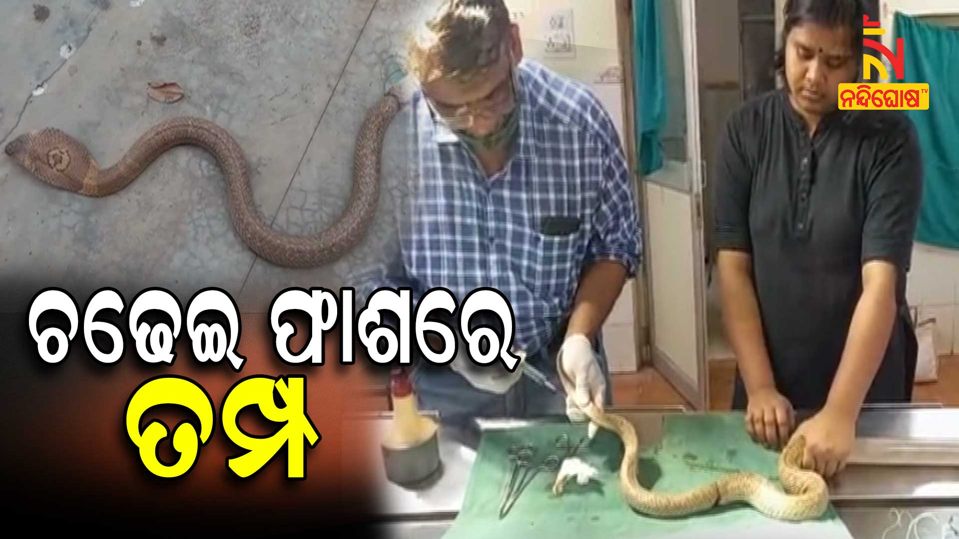 ଚଢେଇ-ଫାଶରେ-ତମ୍ପ