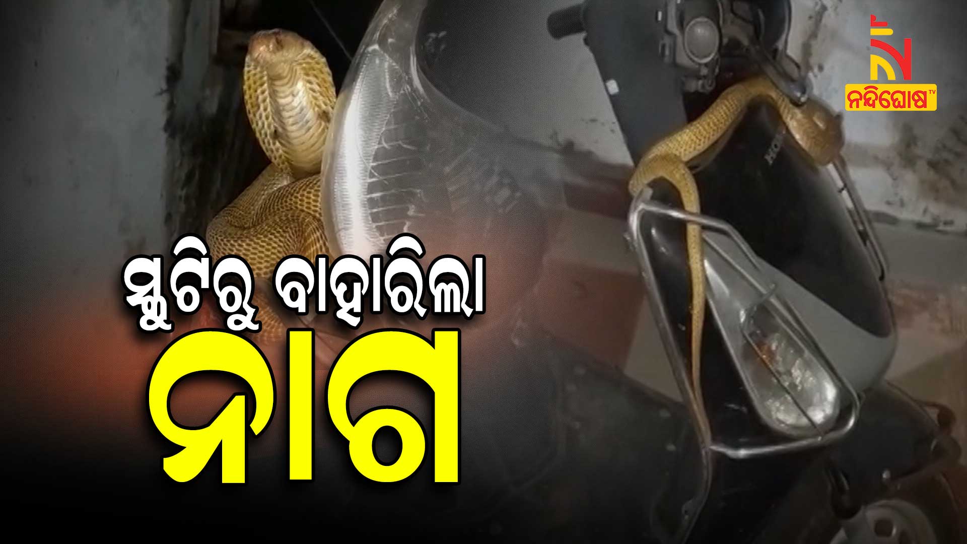 ସ୍କୁଟିରୁ-ବାହାରିଲା-ନାଗ