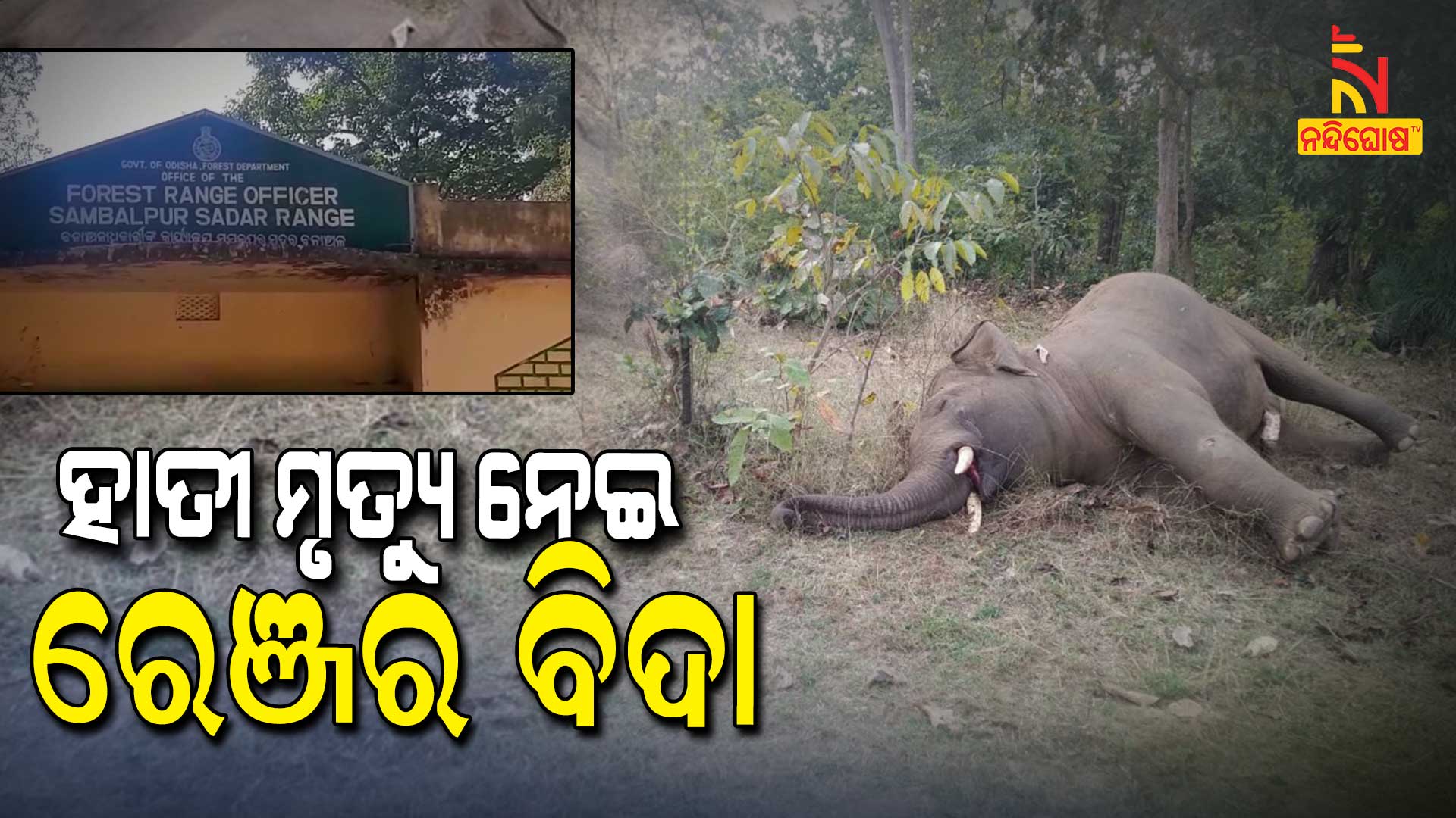 ହାତୀ-ମୃତ୍ୟୁ-ନେଇ-ରେଞ୍ଜର-ବିଦା