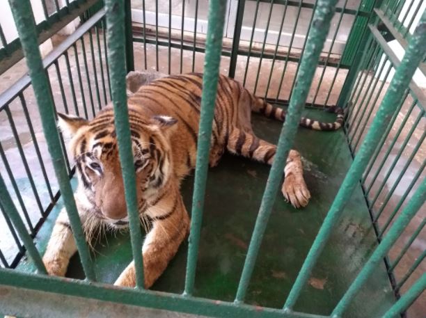 White Tigress Renuka Died In Nandankanan