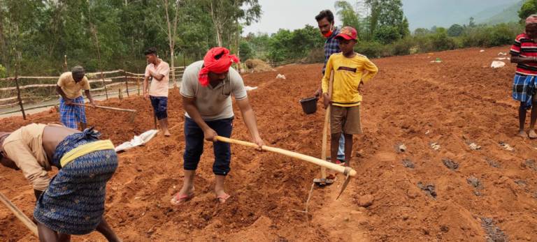 Pottangi MLA Pritam Padhi Engaged In Farming During Corona