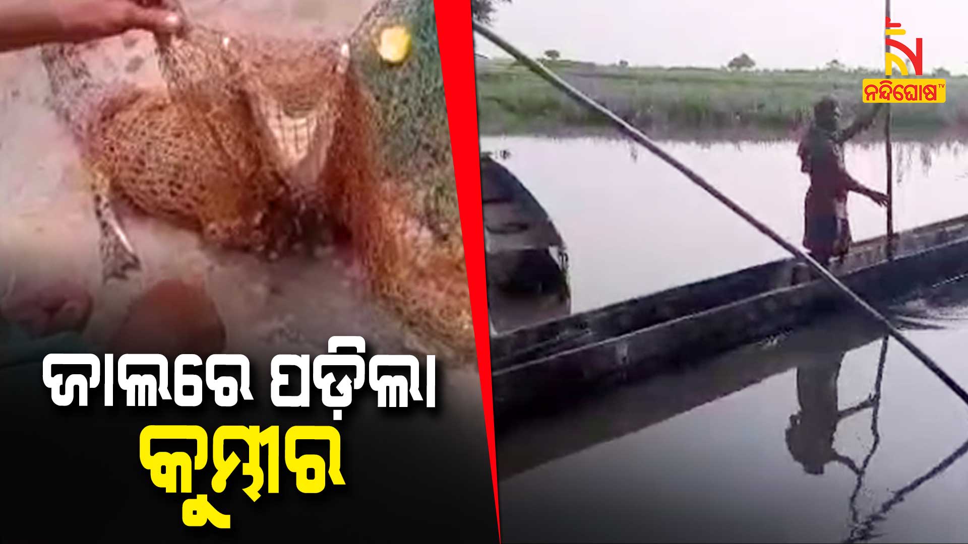 ଜାଲରେ-ପଡ଼ିଲା-କୁମ୍ଭୀର