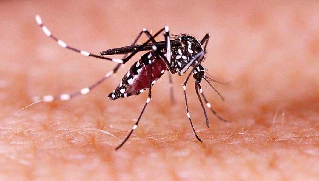 Zika Virus Cases In Kerala (1) Zika Virus Cases In Kerala