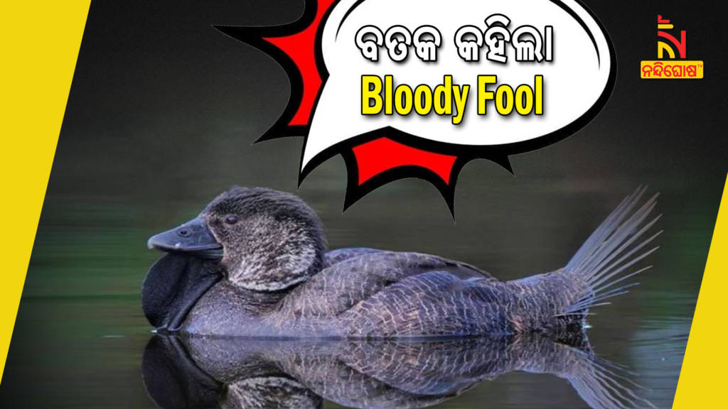 Birds Speak Like Humans Australian Musk Duck Mimic Saying You Bloody Fool