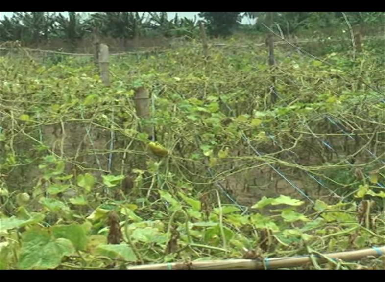 Hundred Hectre Of Crops Affected By Heavy Rain In Puri And Karanjia  