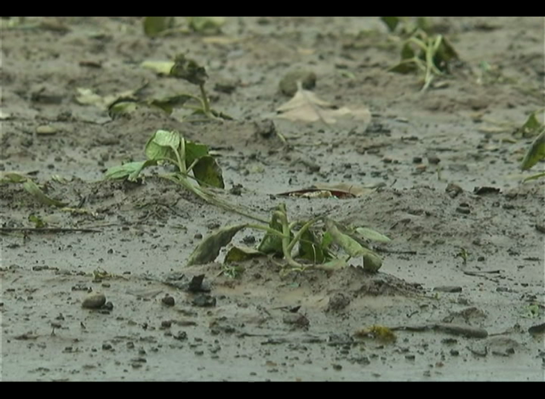 Hundred Hectre Of Crops Affected By Heavy Rain In Puri And Karanjia  