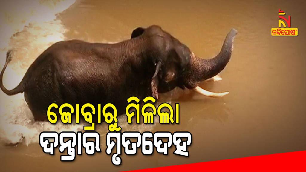 Tusker Body Found From Cuttack Jobra Barrage