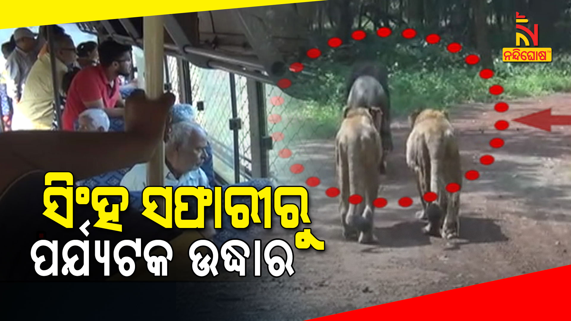 ସିଂହ-ସଫାରୀରୁ-ପର୍ଯ୍ୟଟକ-ଉଦ୍ଧାର