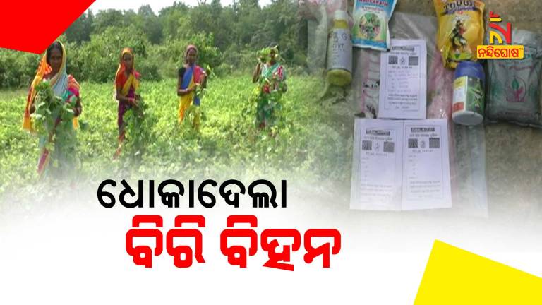 Allegation Of Duplicate Vigna Mungo To SHG Deogarh