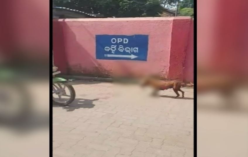 Dog Moving In Balangir Medical Premises Holding New Born's Body