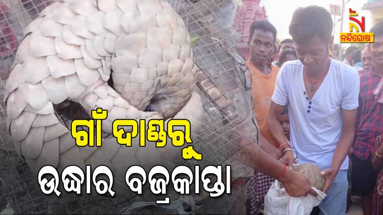 Forest Department Rescued Pangolin From Bargarh
