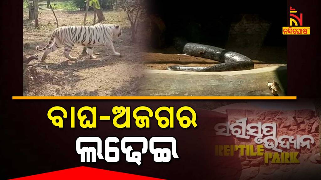 Python And Tiger Fight In Nandankanan Zoo