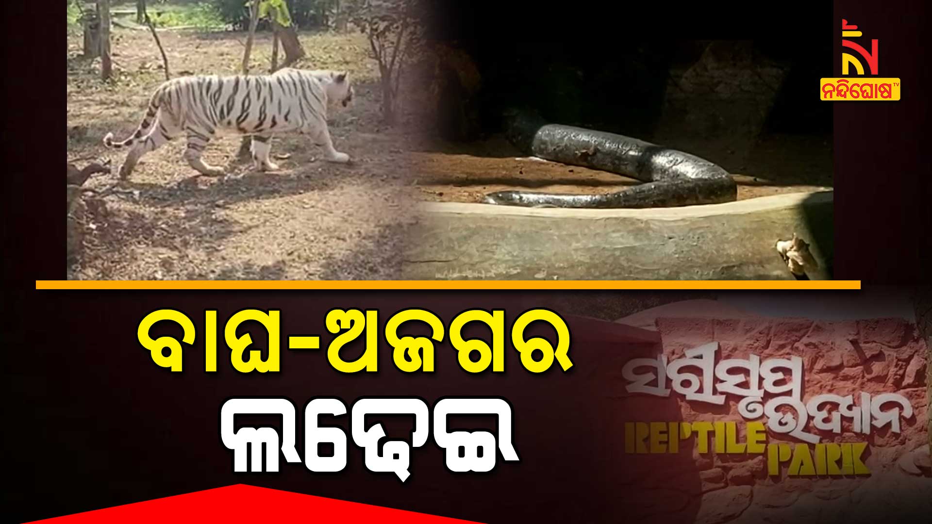 Python And Tiger Fight In Nandankanan Zoo
