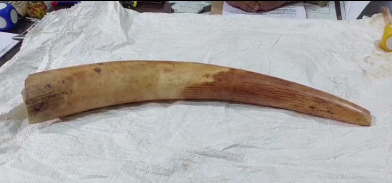 Elephant Tusk Around 3 KG Weight Seized In Padmapur