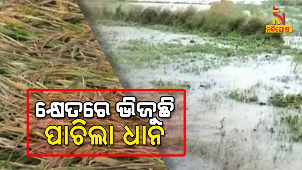 Paddy Crop Damaged In Cyclone Rain