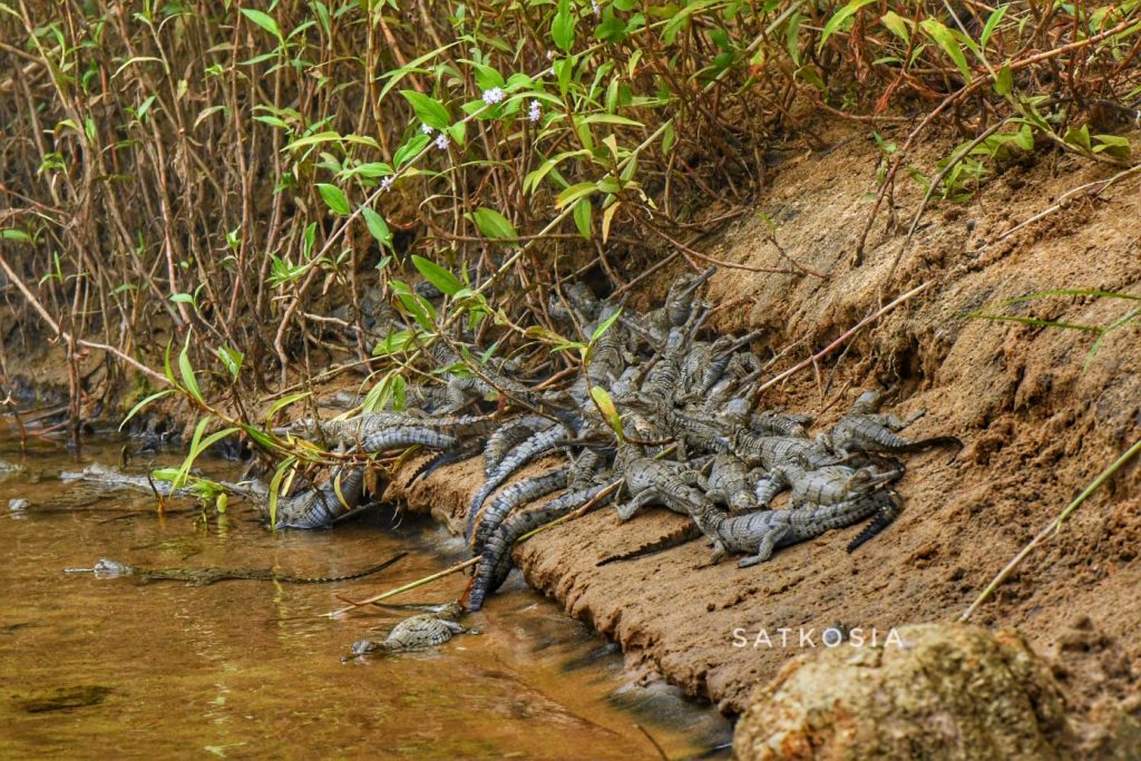 Angul Crocodile Production Satakoshia