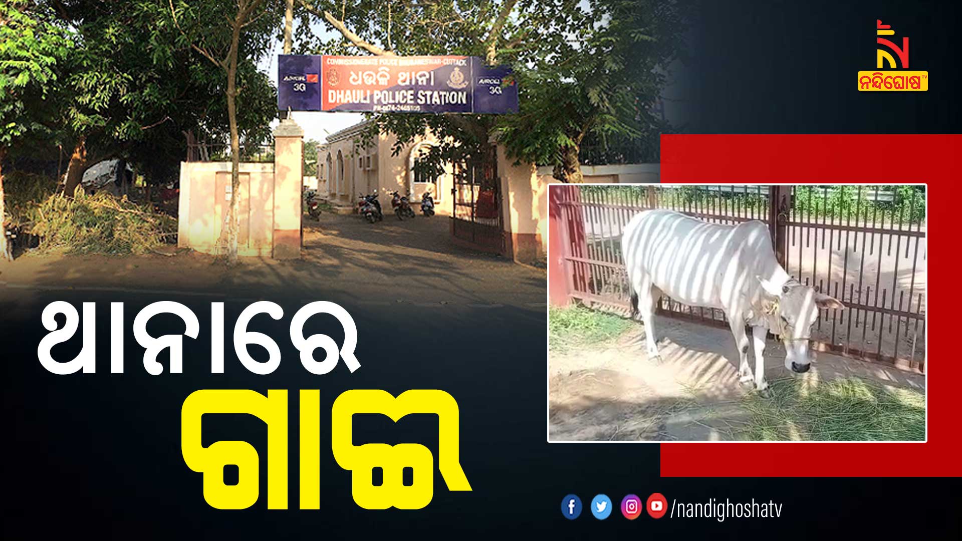 ଥାନାରେ-ଗାଈ