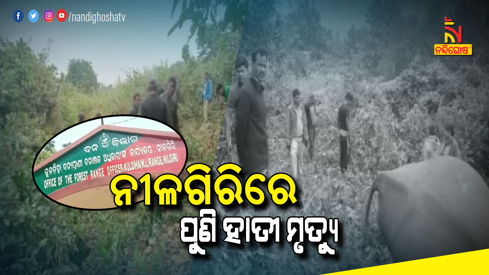 ନୀଳଗିରିରେ-ପୁଣି-ହାତୀ-ମୃତ୍ୟୁ