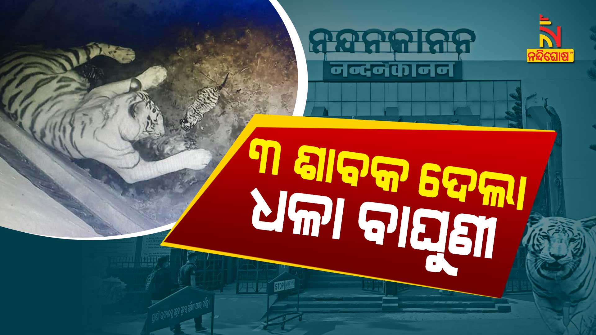 ଶାବକ-ଦେଲା-ଧଳା-ବାଘୁଣୀ