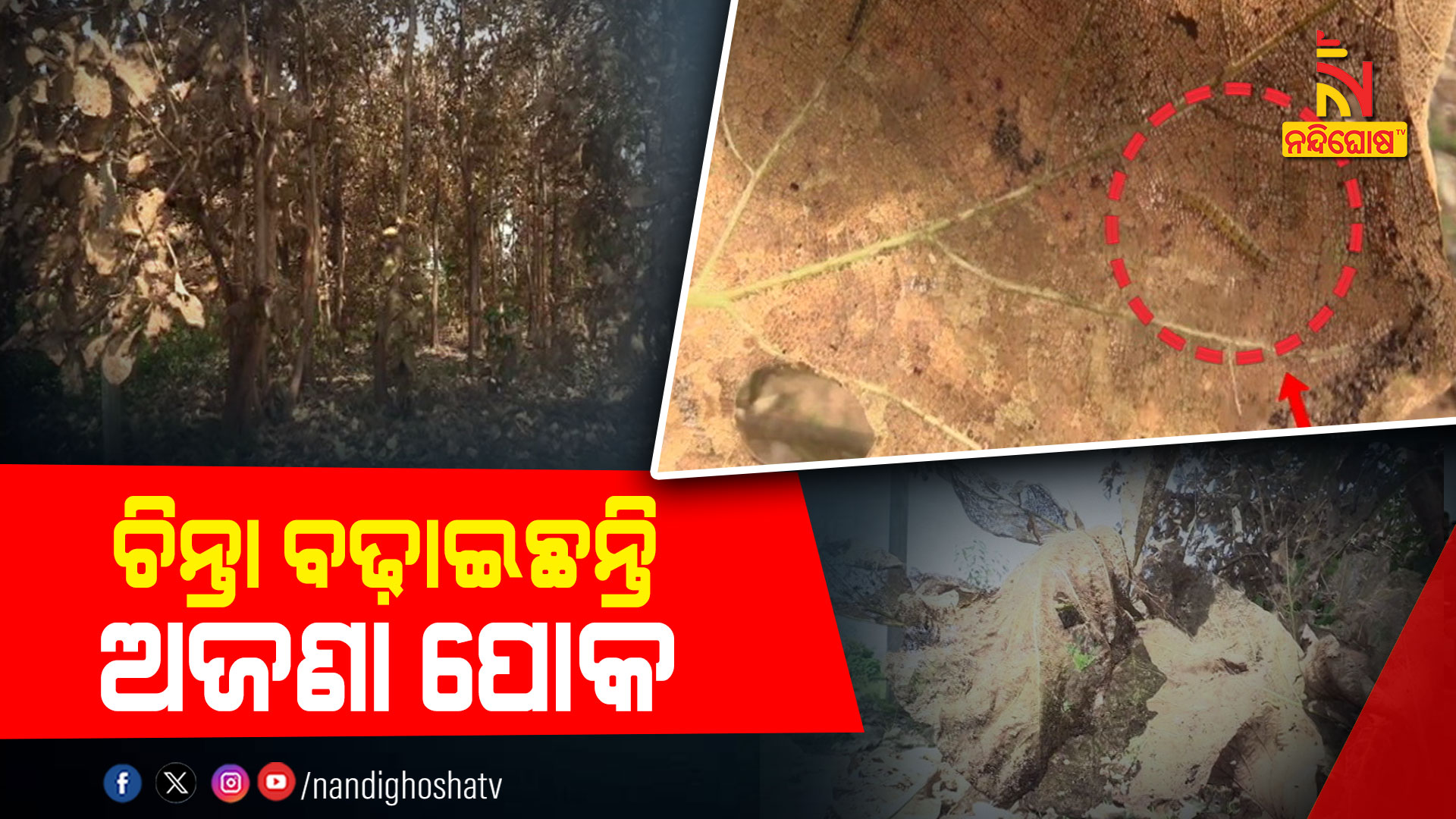 ଚିନ୍ତା-ବଢ଼ାଇଛନ୍ତି-ଅଜଣା-ପୋକ-KARANJIA_SAGUAN-JUNGLE_PKG_SANTOSH_FTP_170923