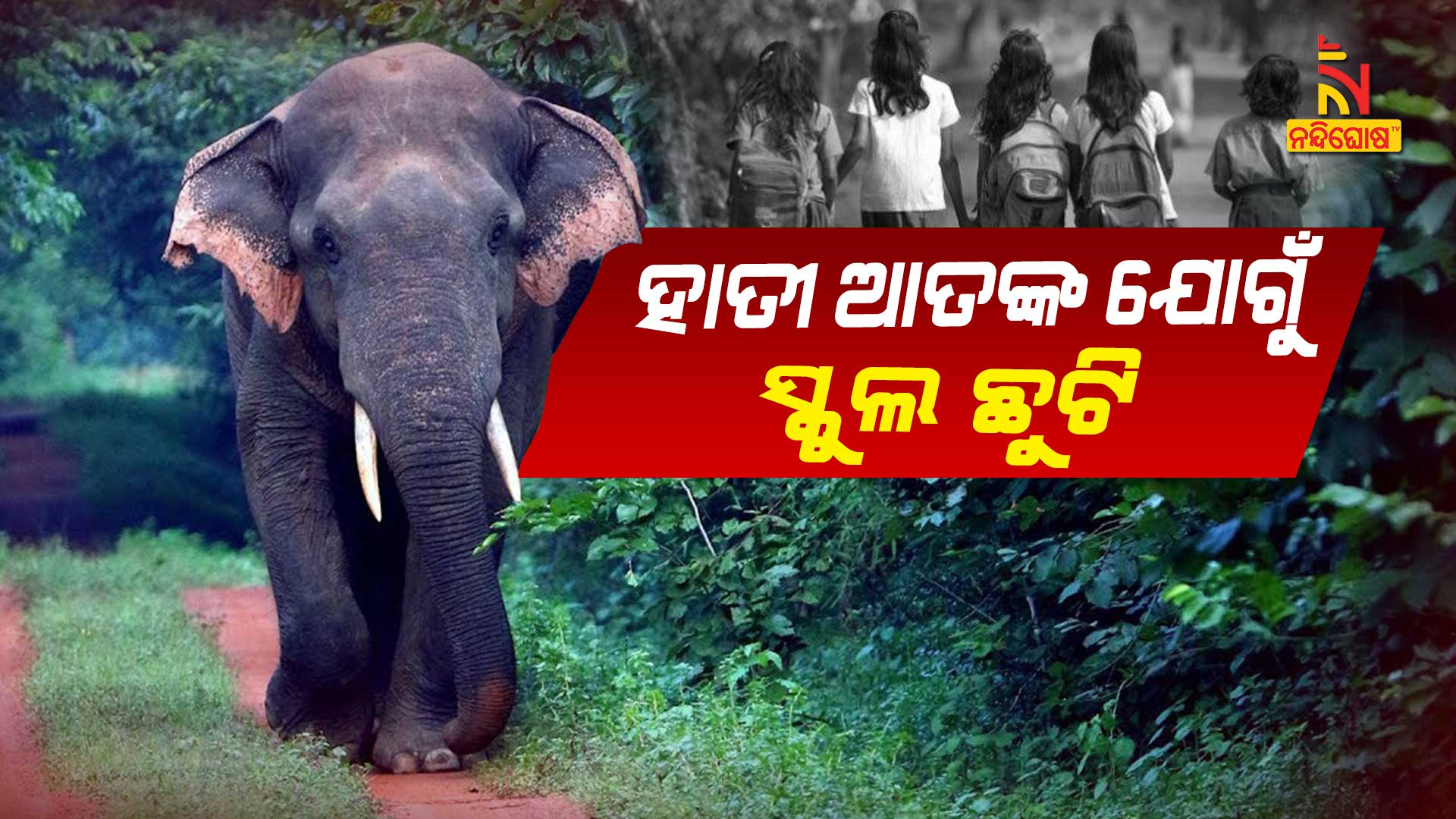 ହାତୀ-ଆତଙ୍କ-ଯୋଗୁଁ-ସ୍କୁଲ-ଛୁଟି