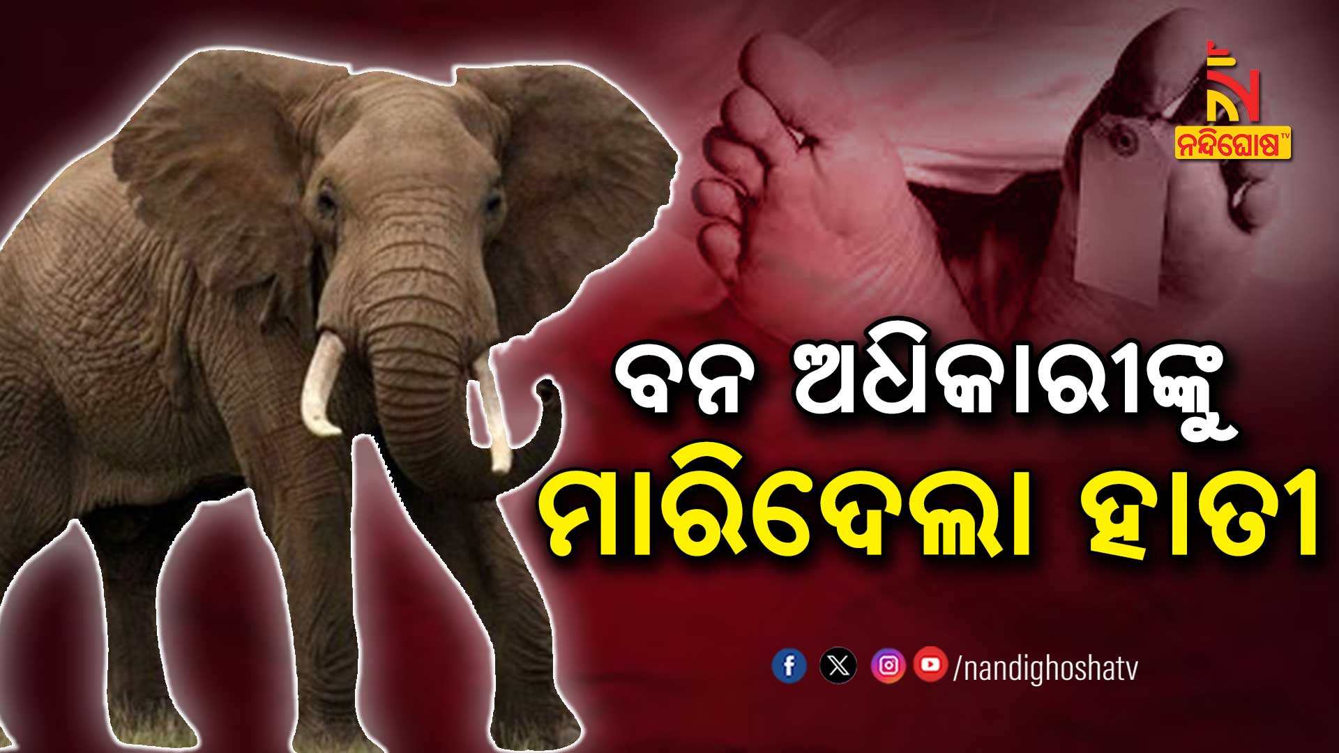 ବନ-ଅଧିକାରୀଙ୍କୁ-ମାରିଦେଲା-ହାତୀ