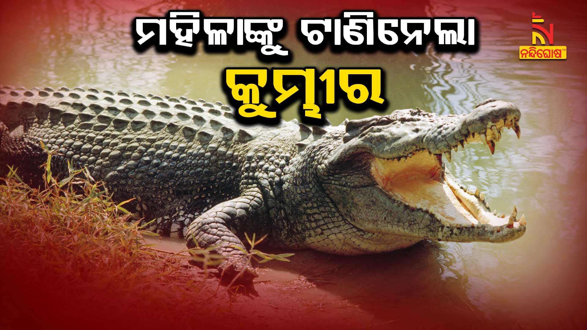 ମହିଳାଙ୍କୁ-ଟାଣିନେଲା-କୁମ୍ଭୀର