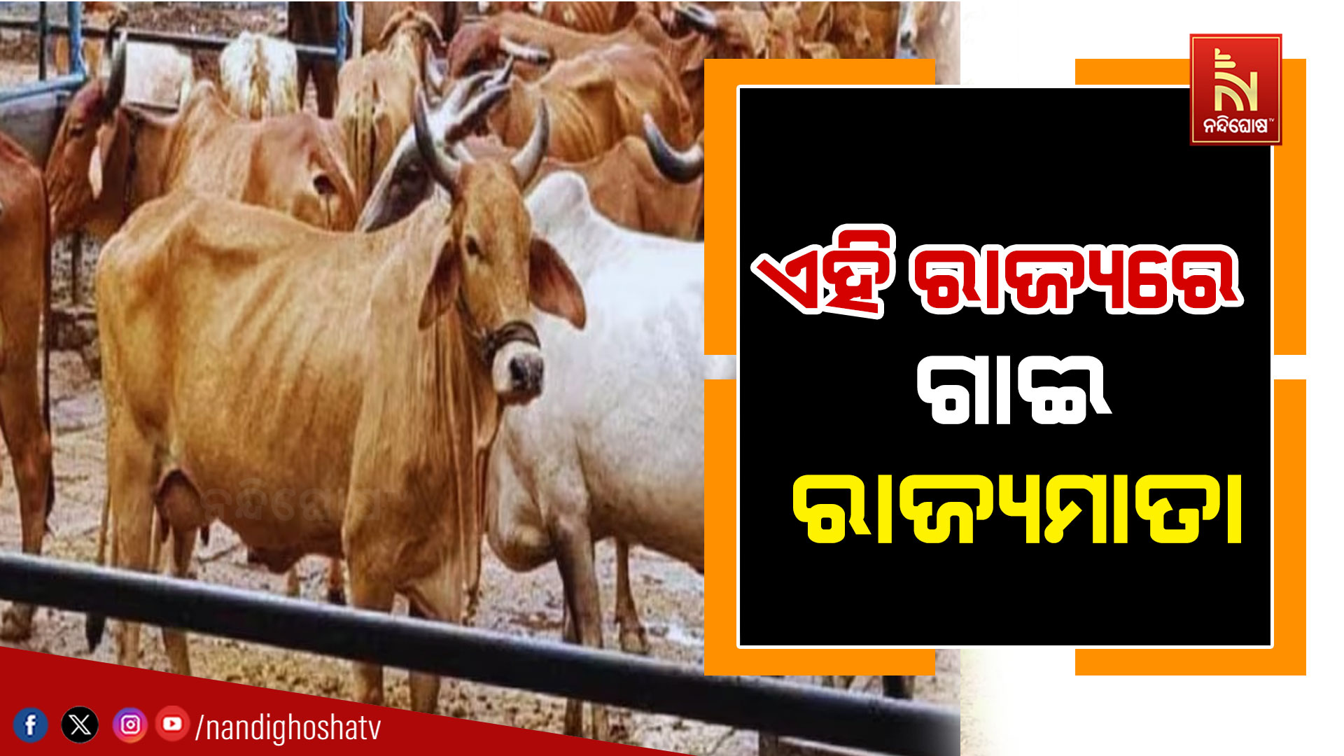 ଏହି-ରାଜ୍ୟରେ-ଗାଈ-ରାଜ୍ୟମାତା