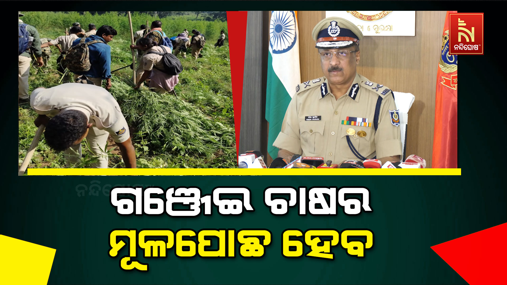 ଗଞ୍ଜେଇ-ଚାଷର-ମୂଳପୋଛ-ହେବ