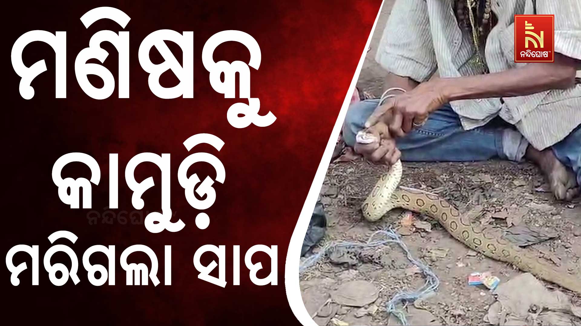 ମଣିଷକୁ-କାମୁଡ଼ି-ମରିଗଲା-ସାପ୍