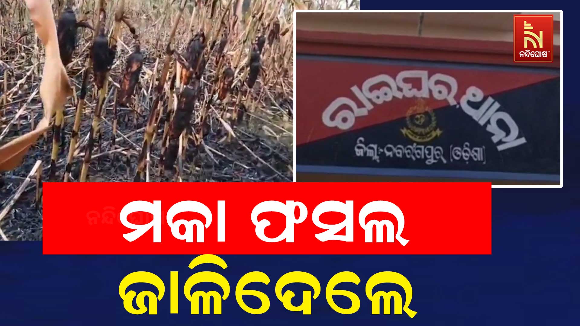 ମକା-ଫସଲ-ଜାଳିଦେଲେ