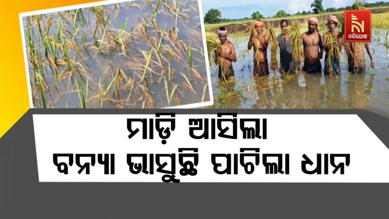 ଦାଉ ସାଧିଲା ବନ୍ୟାପାଣି, ଉଜାଡି ଦେଲା ଚାଷୀର ସୁନା ଫସଲ